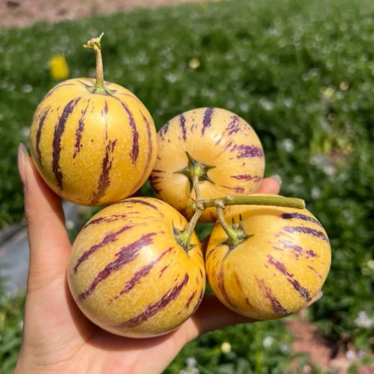 🌿 50K+ SOLD! 🏆 Ginseng Fruit Pepino Melon Seeds-Solanum Muricatum